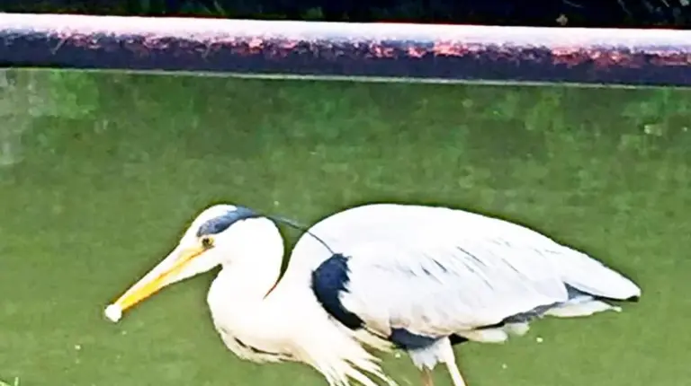 a bird walking in the water next to the water at EnSe Kiyomizu Villa in Kyoto