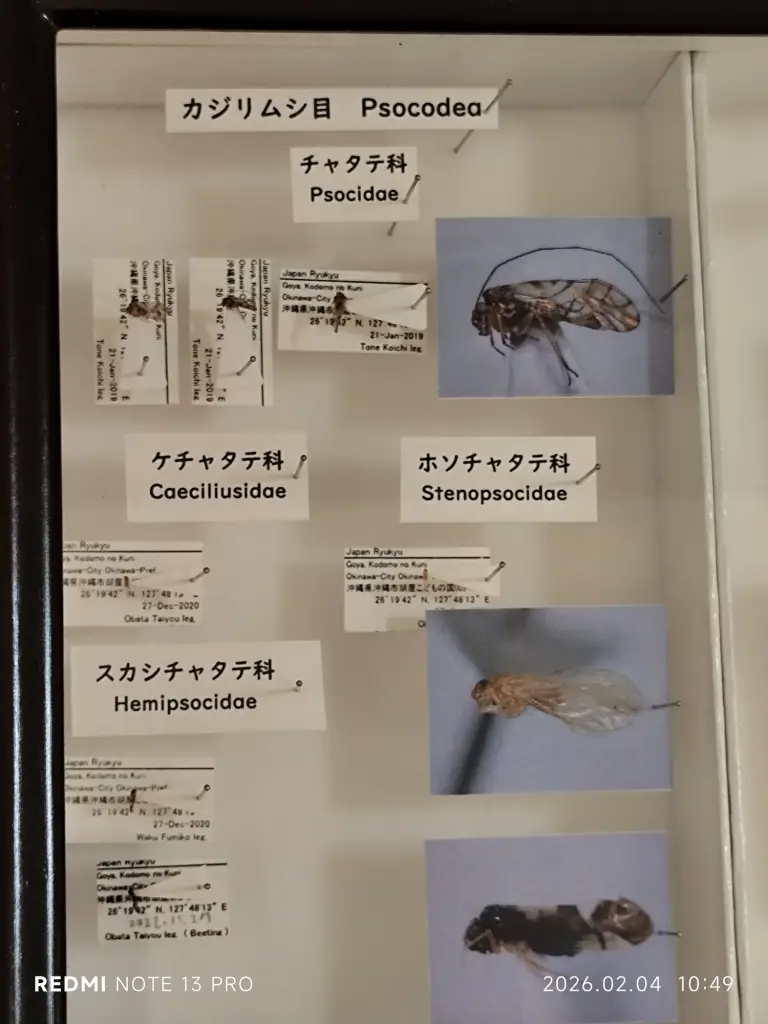 Okinawa Prefectural Museum & Art Museum